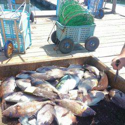 海の釣堀 海恵 釣果