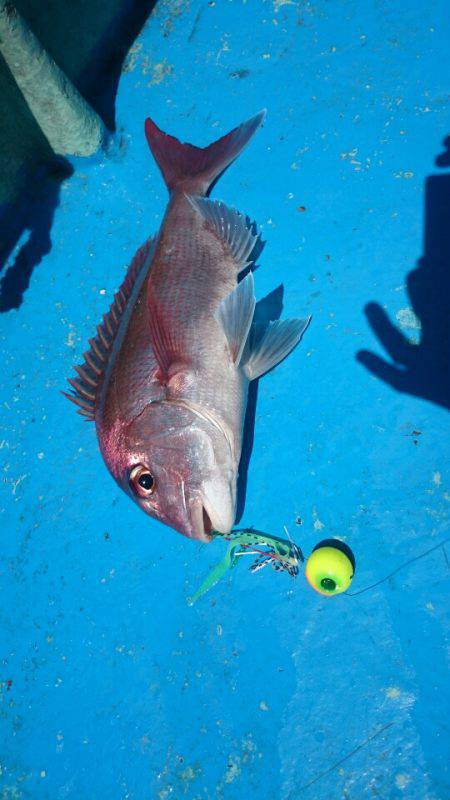 だて丸 釣果