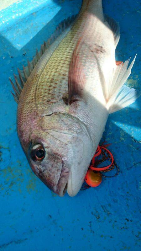 だて丸 釣果