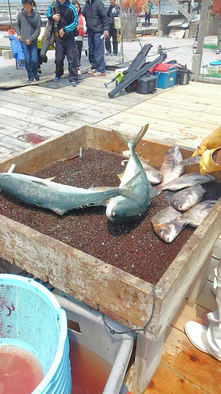 海の釣堀 海恵 釣果