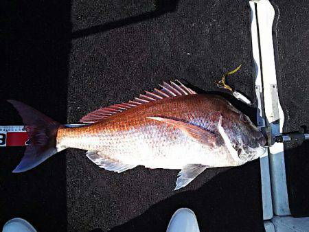 光生丸 釣果