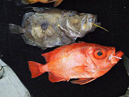 光生丸 釣果