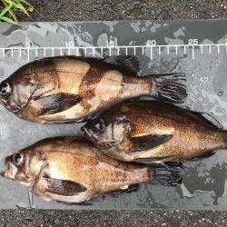 メバル  近藤丸  エサ釣り  シラサエビ