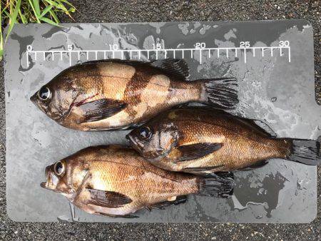 メバル  近藤丸  エサ釣り  シラサエビ