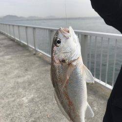 富田新港釣り