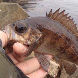 メバリングからの青虫でアナゴ釣り