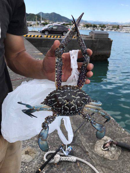 カニ釣り 静岡県 用宗港周辺 ちょい投げ カニ 陸っぱり 釣り 魚釣り 釣果情報サイト カンパリ