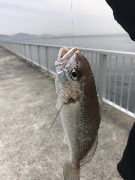 富田新港釣り