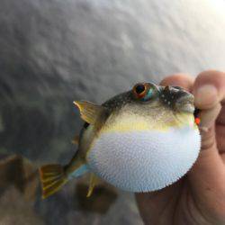 さぐるぜ！穴釣り＆投げ釣り