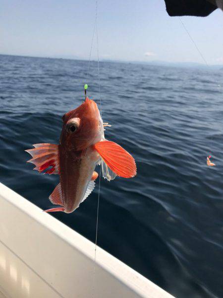 マイボートジギング&餌釣り釣行