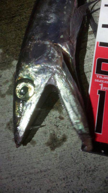 焼津新港　またまたアオリイカやヒラメが釣れちゃいました！