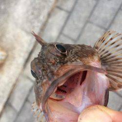 根魚