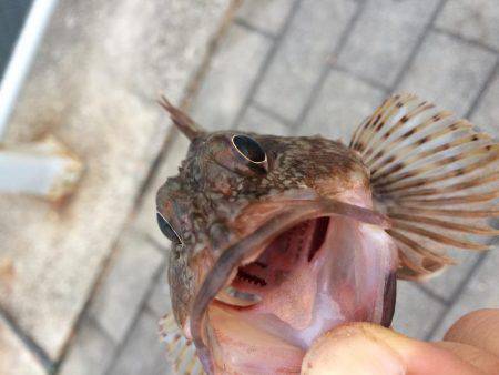 根魚