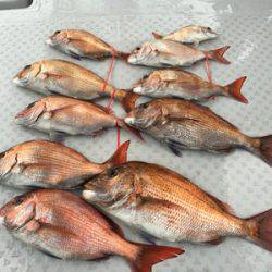 ミタチ丸 釣果