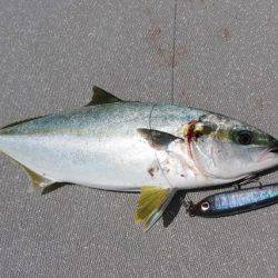 へいみつ丸 釣果