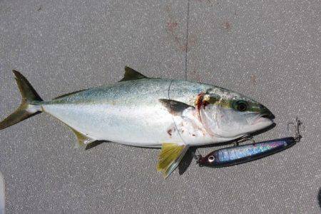 へいみつ丸 釣果