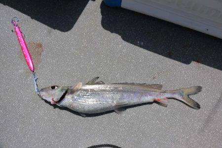 へいみつ丸 釣果