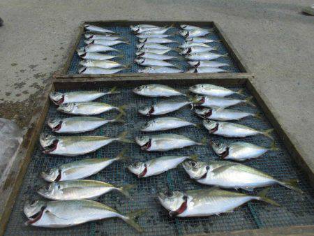 大進丸（愛知） 釣果