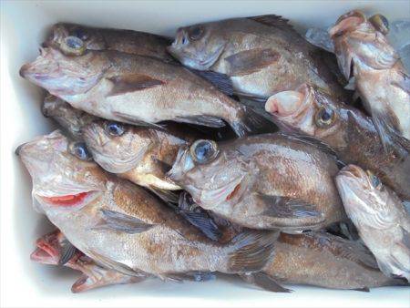 ＨＡＲＵＫＡ丸　はるかまる 釣果