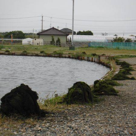 浜名湖フィッシングリゾート 釣果