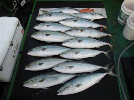 海宝丸　島根 釣果