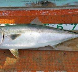 火遠理丸（ほおりまる） 釣果