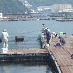 淡路じゃのひれフィッシングパーク 釣果