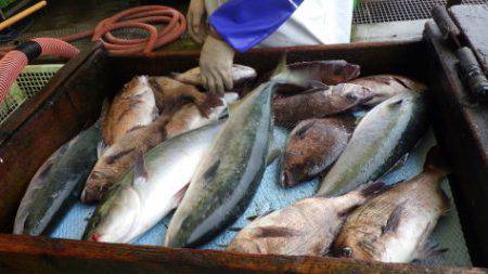 淡路じゃのひれフィッシングパーク 釣果