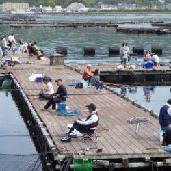 淡路じゃのひれフィッシングパーク 釣果