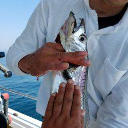 遊漁船　ニライカナイ 釣果