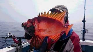 しまや丸 釣果