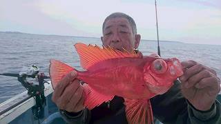 しまや丸 釣果