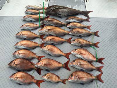 ミタチ丸 釣果