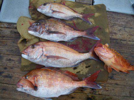 小海途 釣果