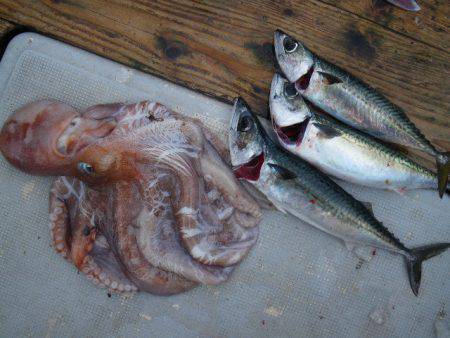 小海途 釣果