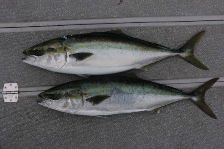 へいみつ丸 釣果