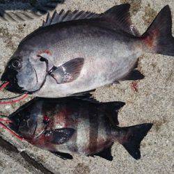 しば渡船 釣果