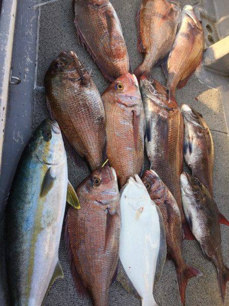 幸風（さちかぜ） 釣果