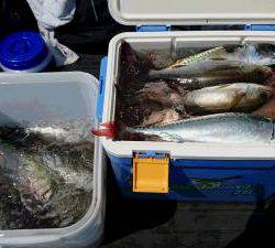 はじめ丸 釣果