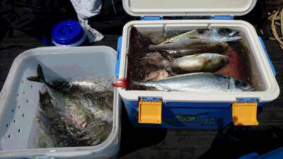 はじめ丸 釣果