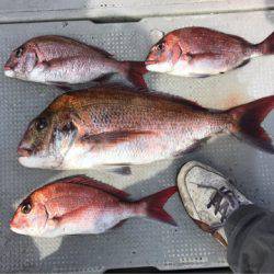 釣鯛洋 釣果