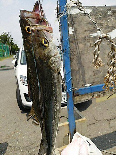 KO-SHIN丸 釣果