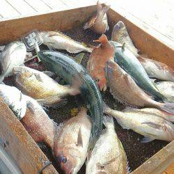 海の釣堀 海恵 釣果