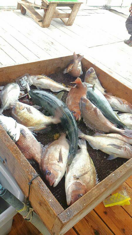 海の釣堀 海恵 釣果