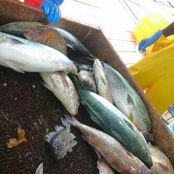 海の釣堀 海恵 釣果