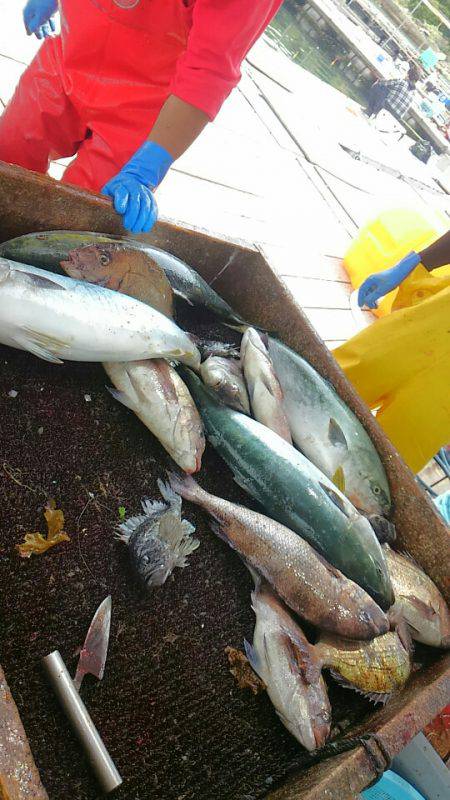 海の釣堀 海恵 釣果