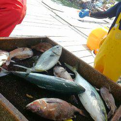 海の釣堀 海恵 釣果