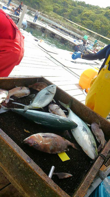 海の釣堀 海恵 釣果