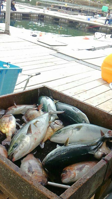 海の釣堀 海恵 釣果