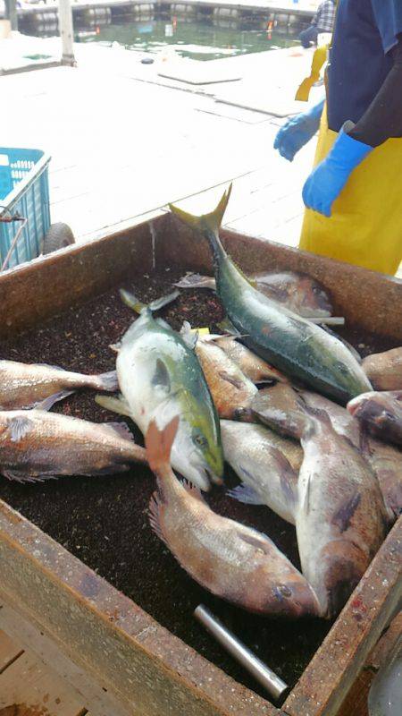 海の釣堀 海恵 釣果